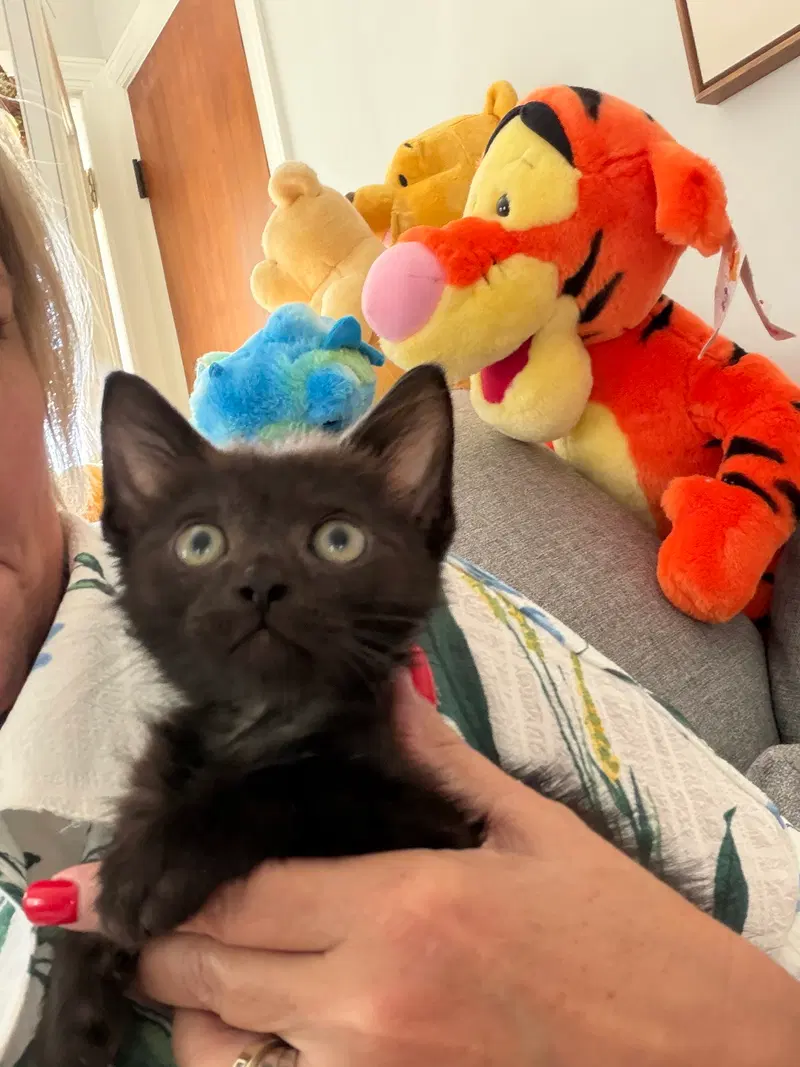 Kona, a male kitten up for adoption
