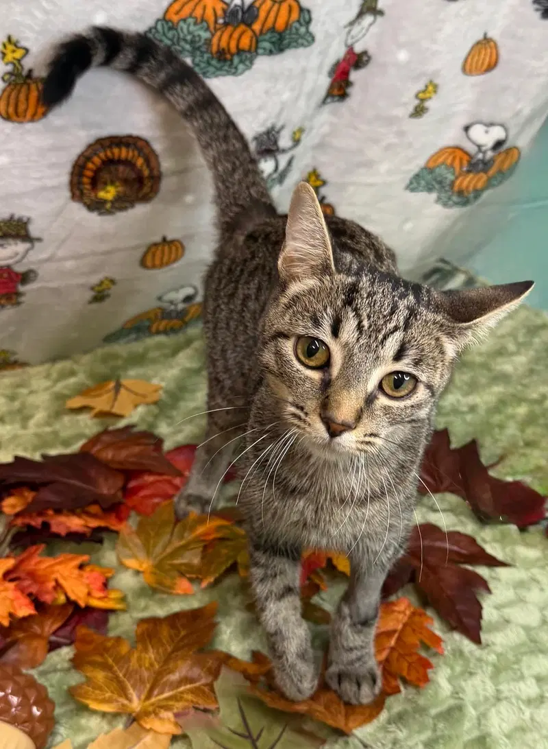 Monkey, a young female cat up for adoption