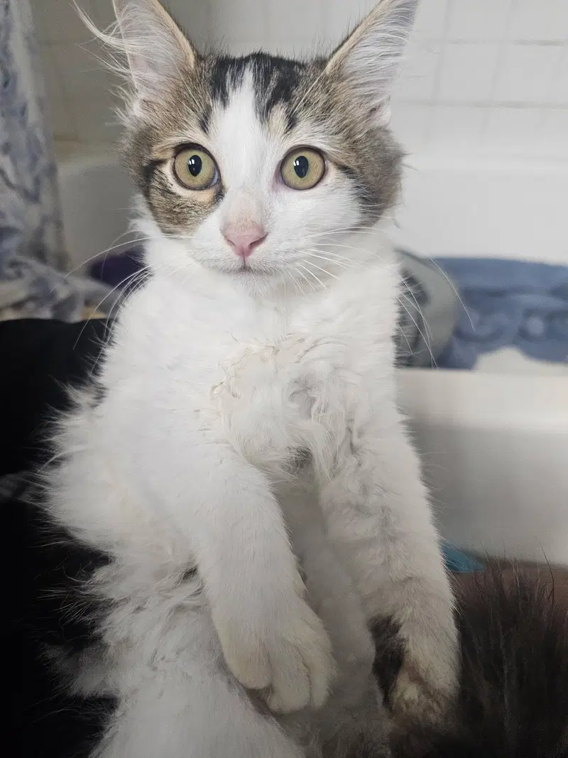 Pixel, a male kitten up for adoption