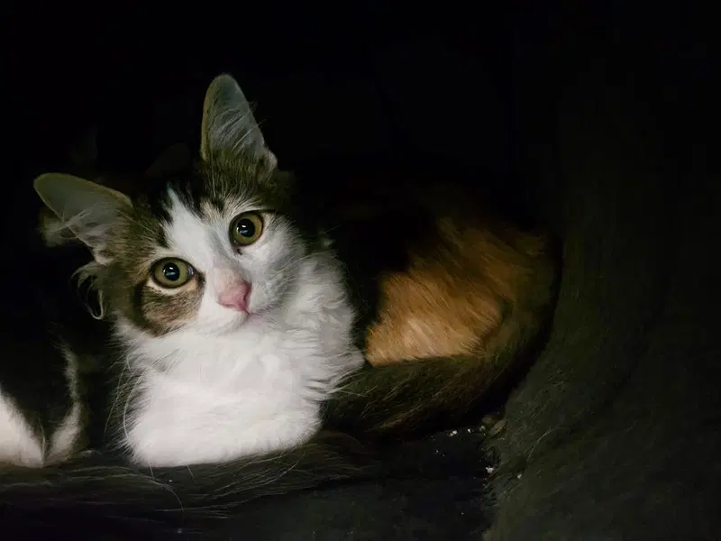 Pixel, photo 2