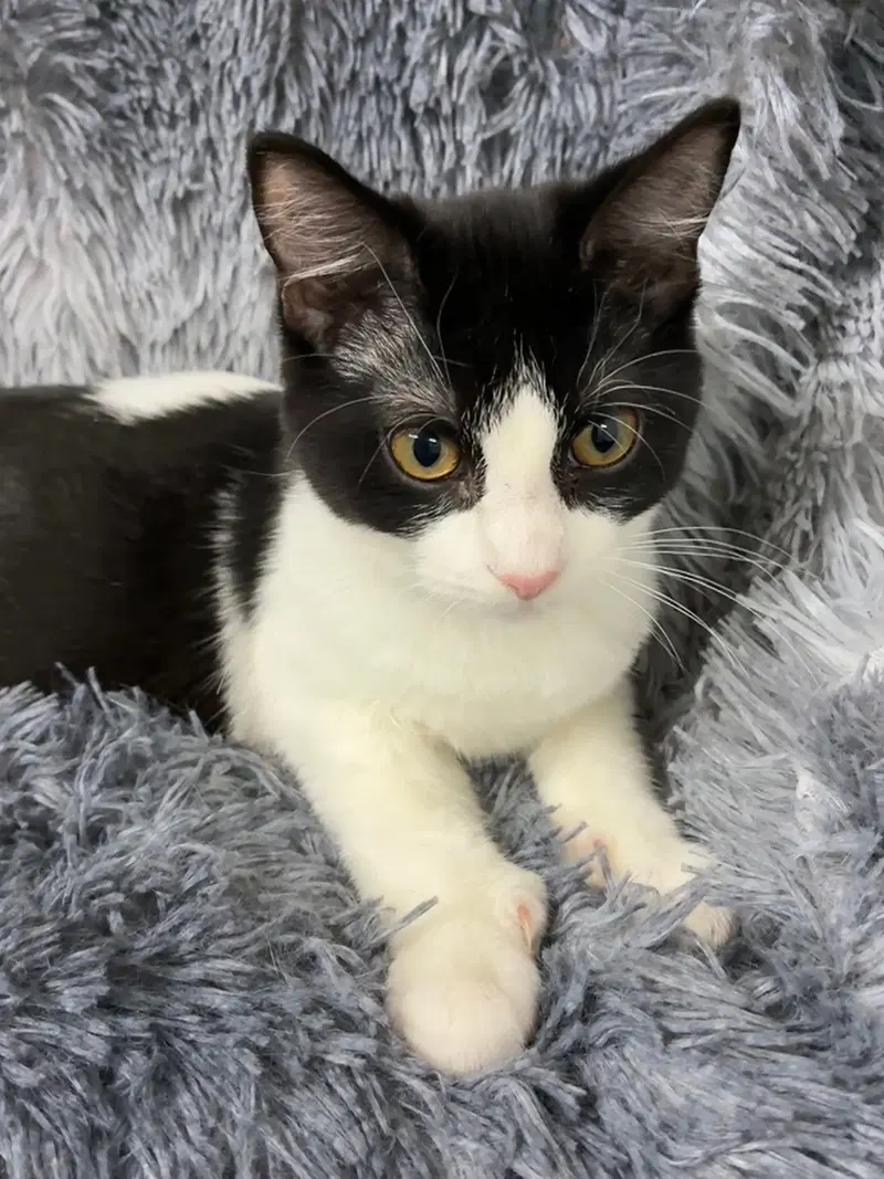 Xenon, a male kitten up for adoption