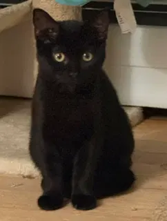 Jack, a male kitten up for adoption