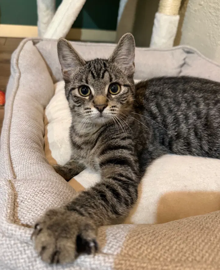 Winslow, a female kitten up for adoption