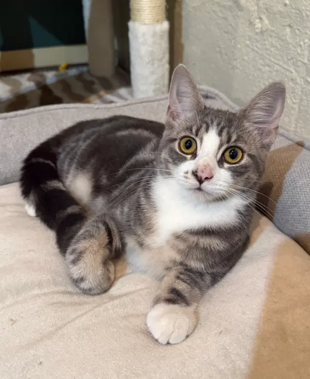 Holbrook, a female kitten up for adoption