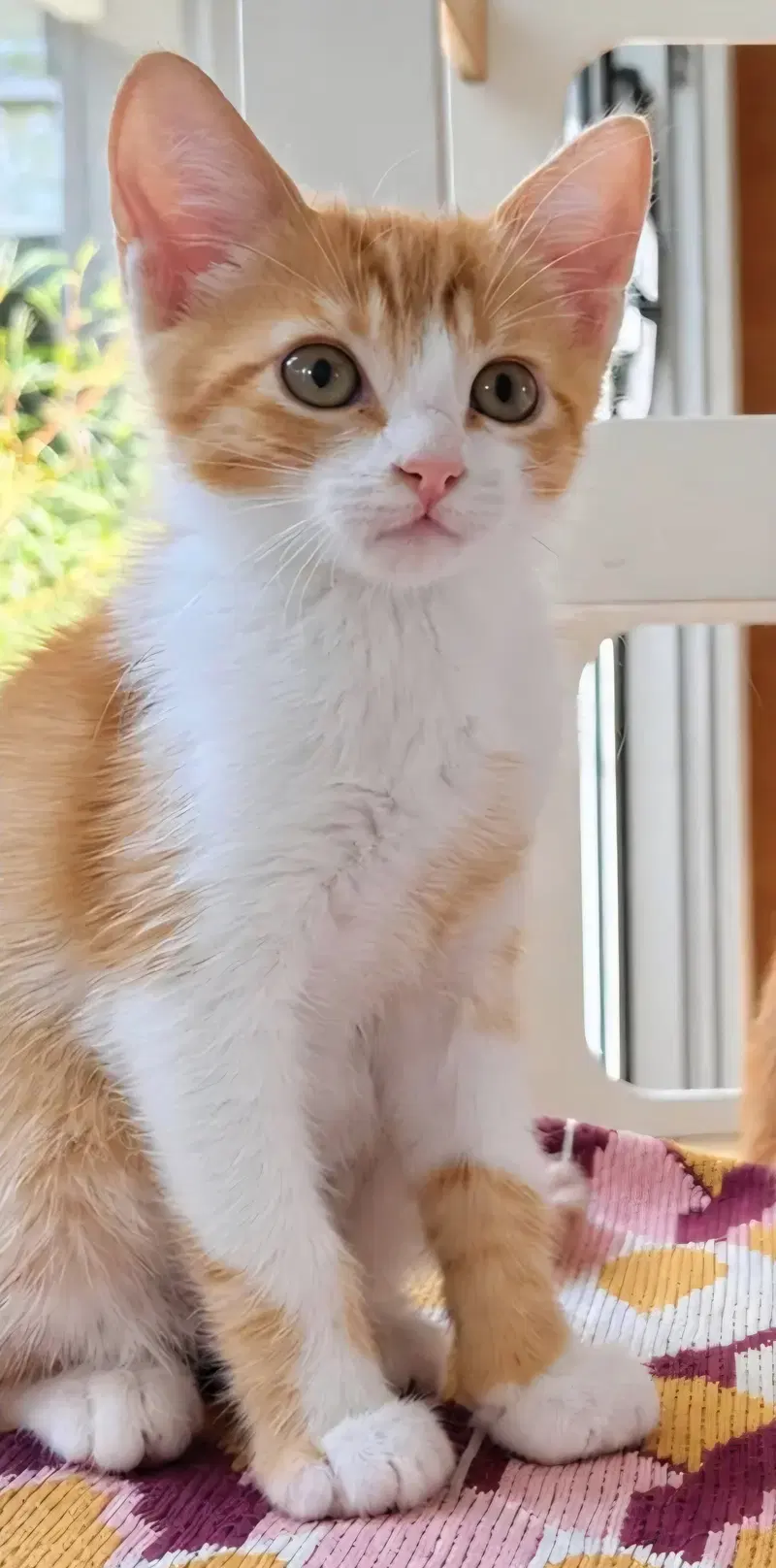 Pumpkin, a male Tabby kitten up for adoption