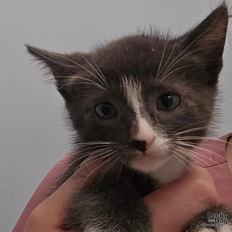 Kam, a male kitten up for adoption
