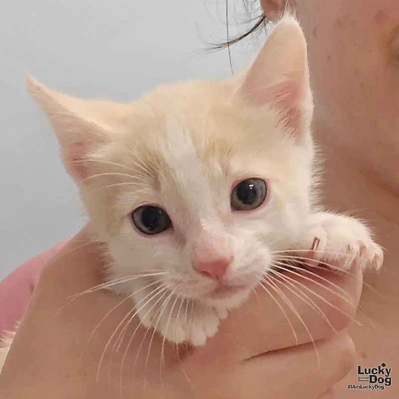 Kendall, a male kitten up for adoption