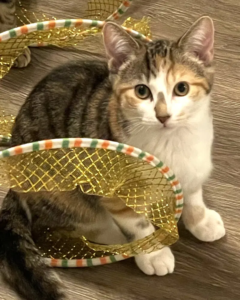 Amber Read, a female kitten up for adoption