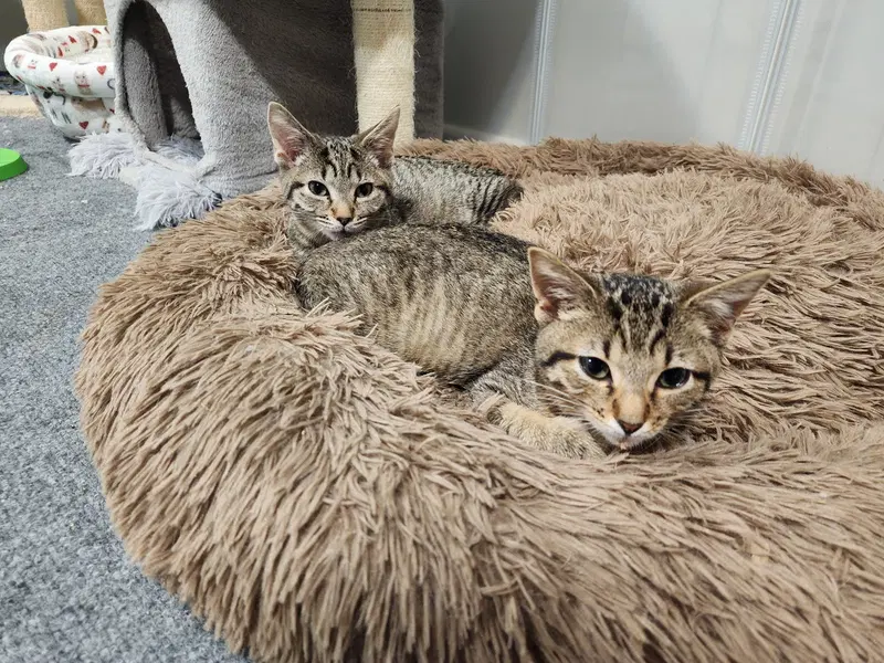 Beautiful and Gorgeous, female kittens up for adoption