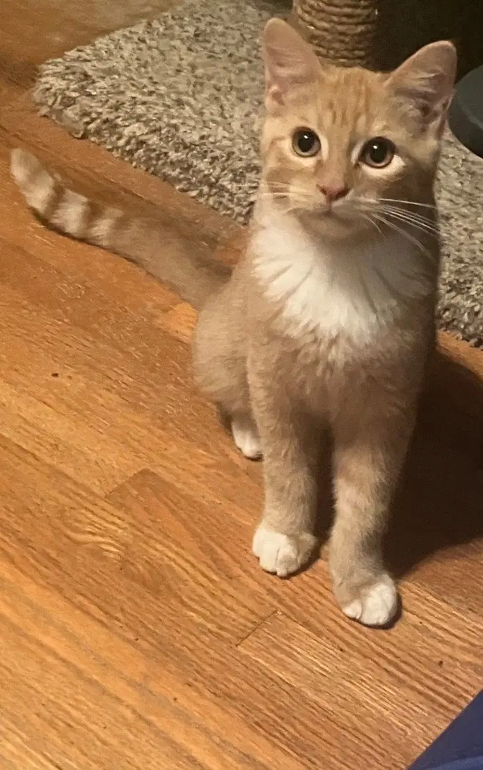 Chito, a male kitten up for adoption