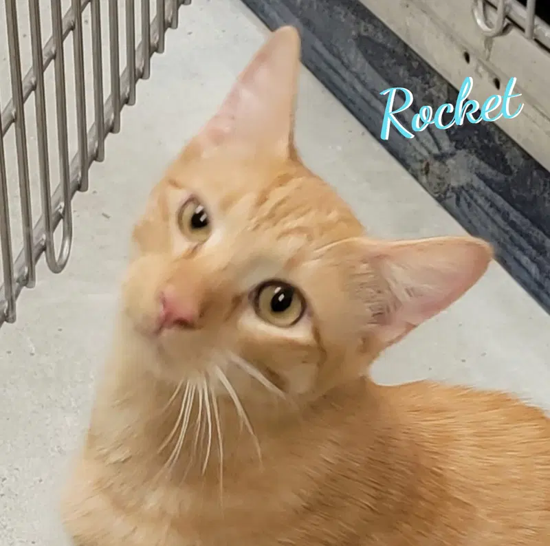 Rocket, a male Tabby kitten up for adoption
