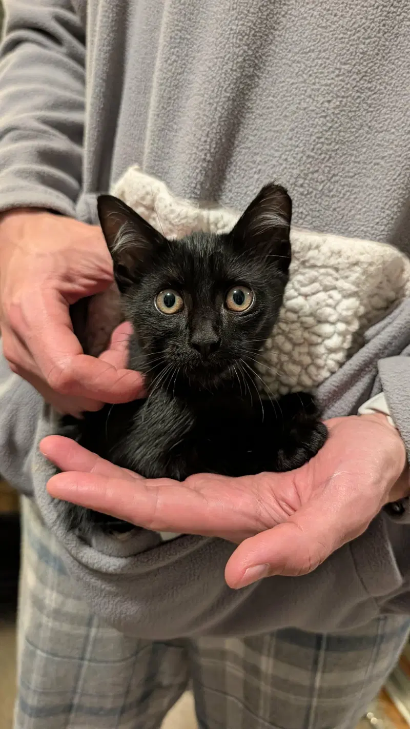 Binx, an adult male cat up for adoption