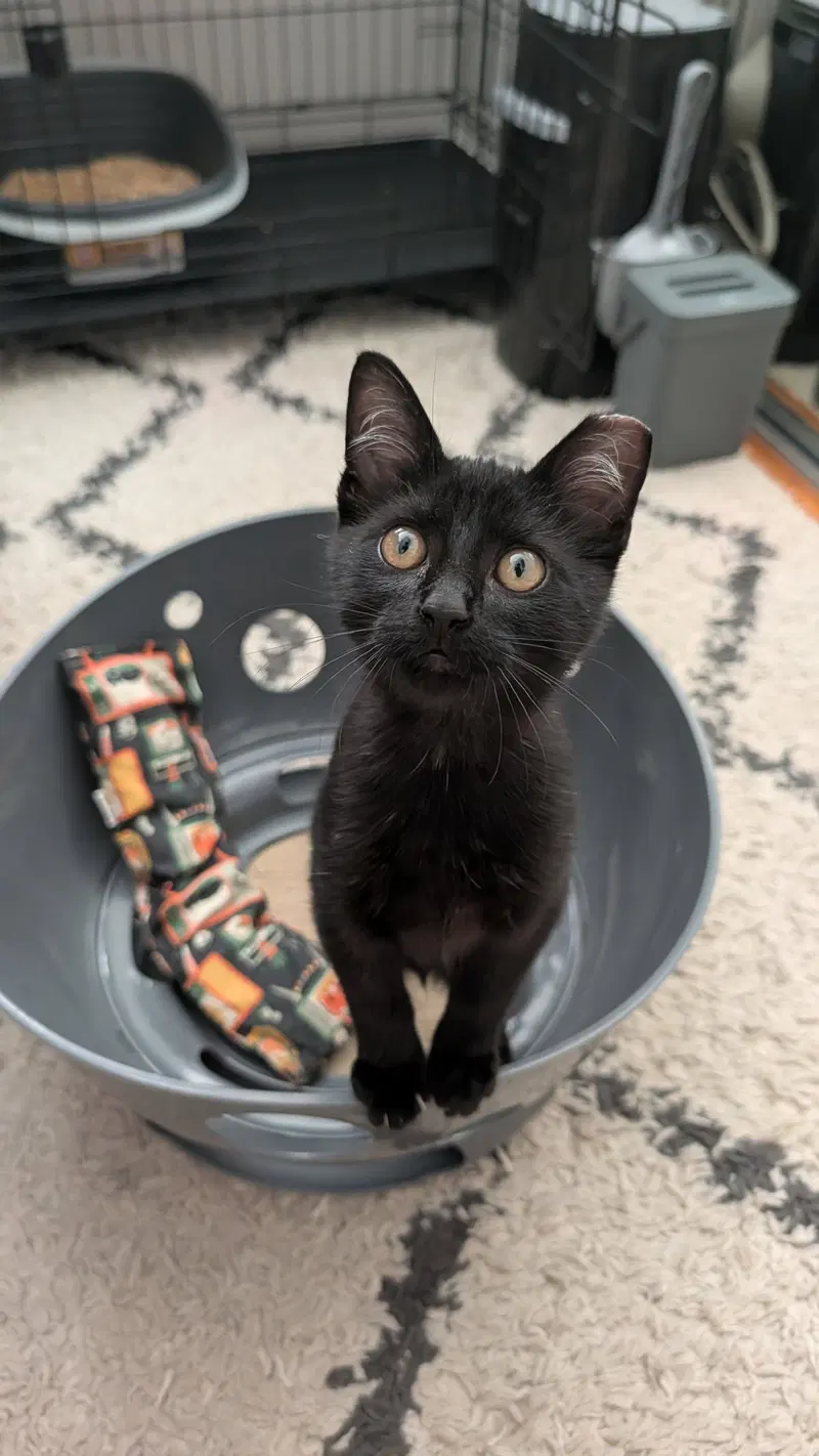 Binx, photo 2