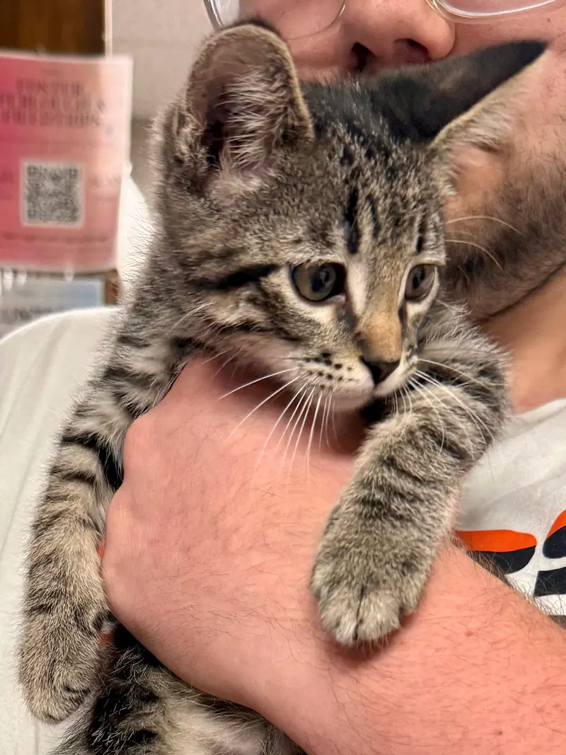 Cat, a male kitten up for adoption