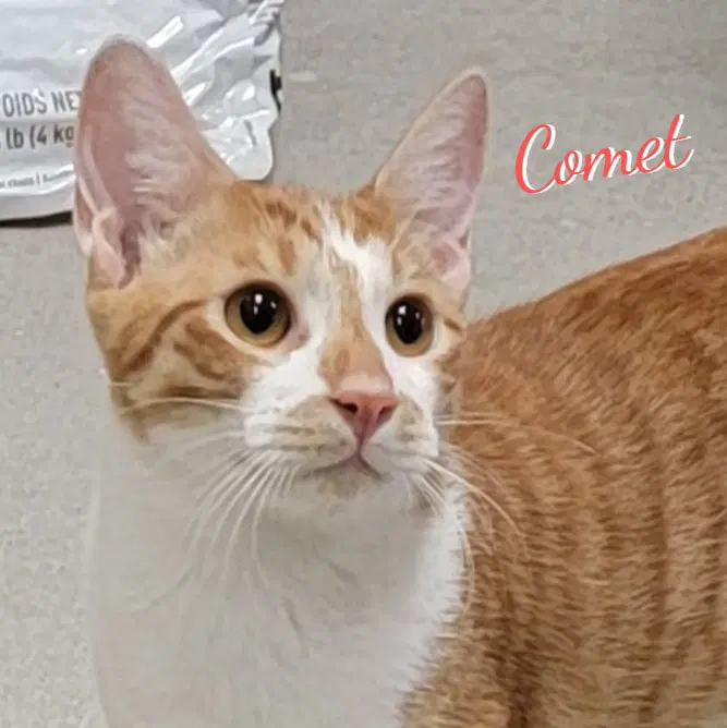 Comet, a male Tabby kitten up for adoption
