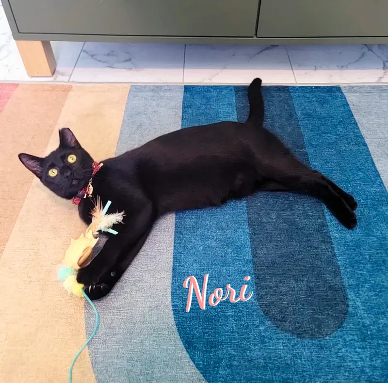 Nori, a young female Bombay cat up for adoption