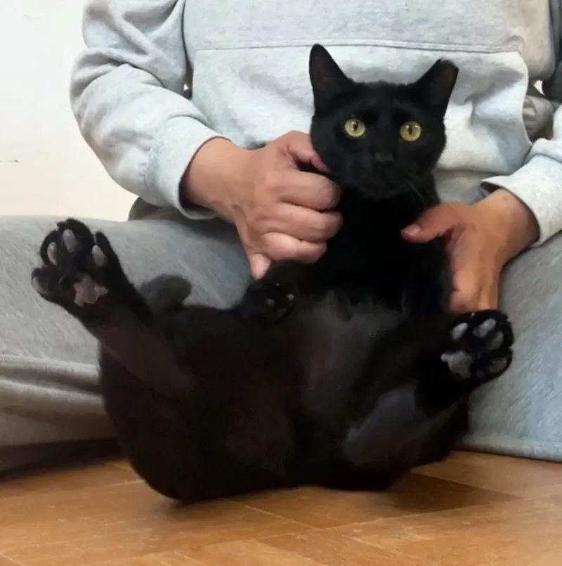 Nori, photo 3