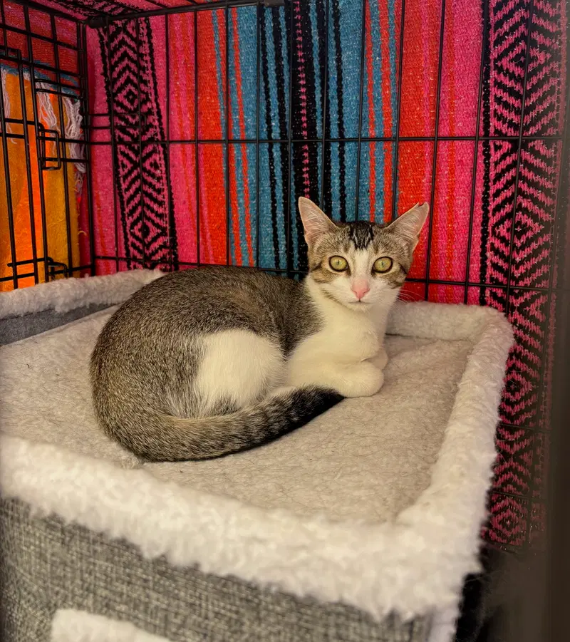 Precious, a young female cat up for adoption