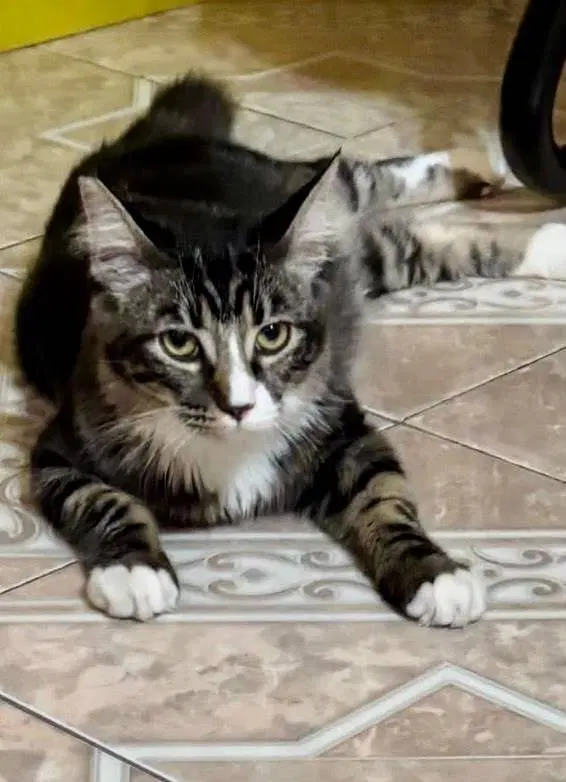 Dolly, a young female cat up for adoption