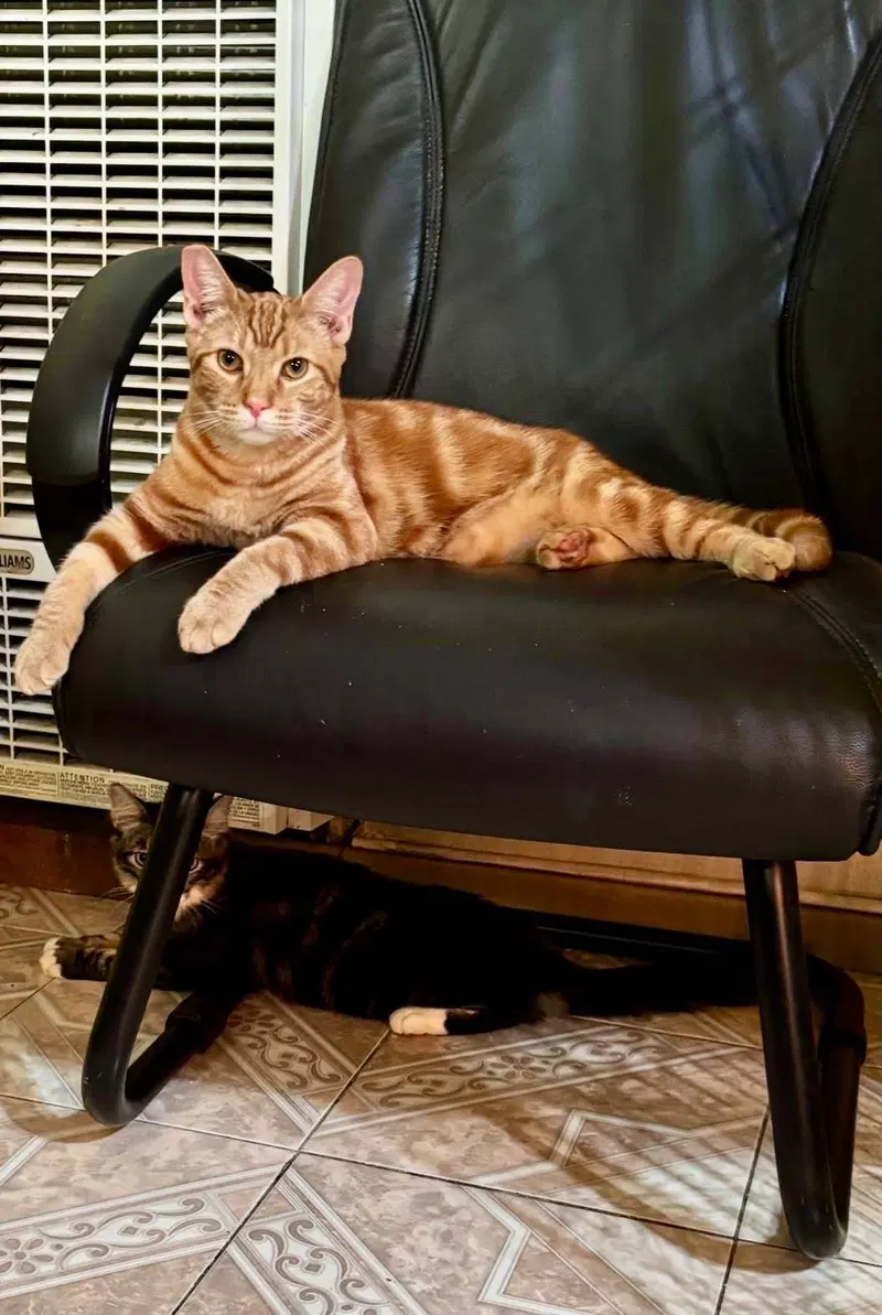 Parton, a young male cat up for adoption