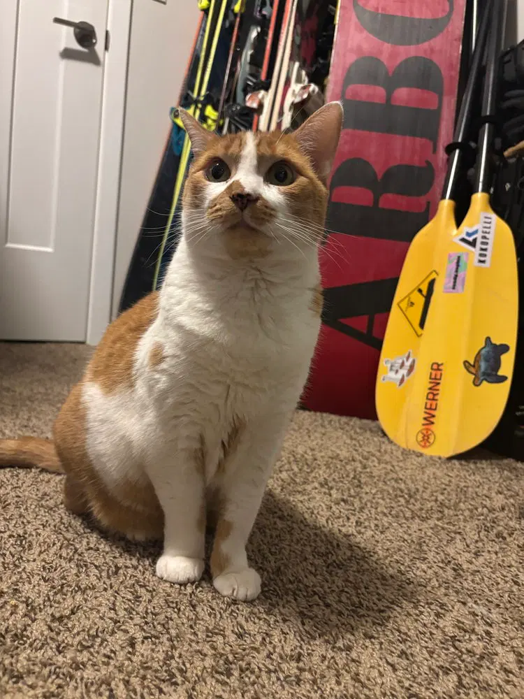 Jessie, an adult female cat up for adoption