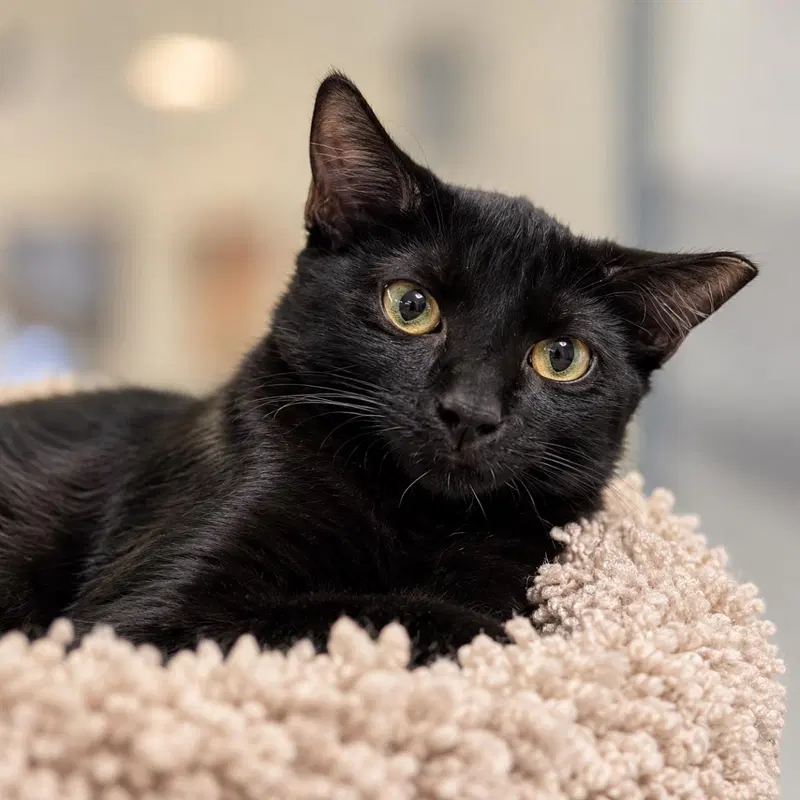 Nebula Avenger, a female kitten up for adoption