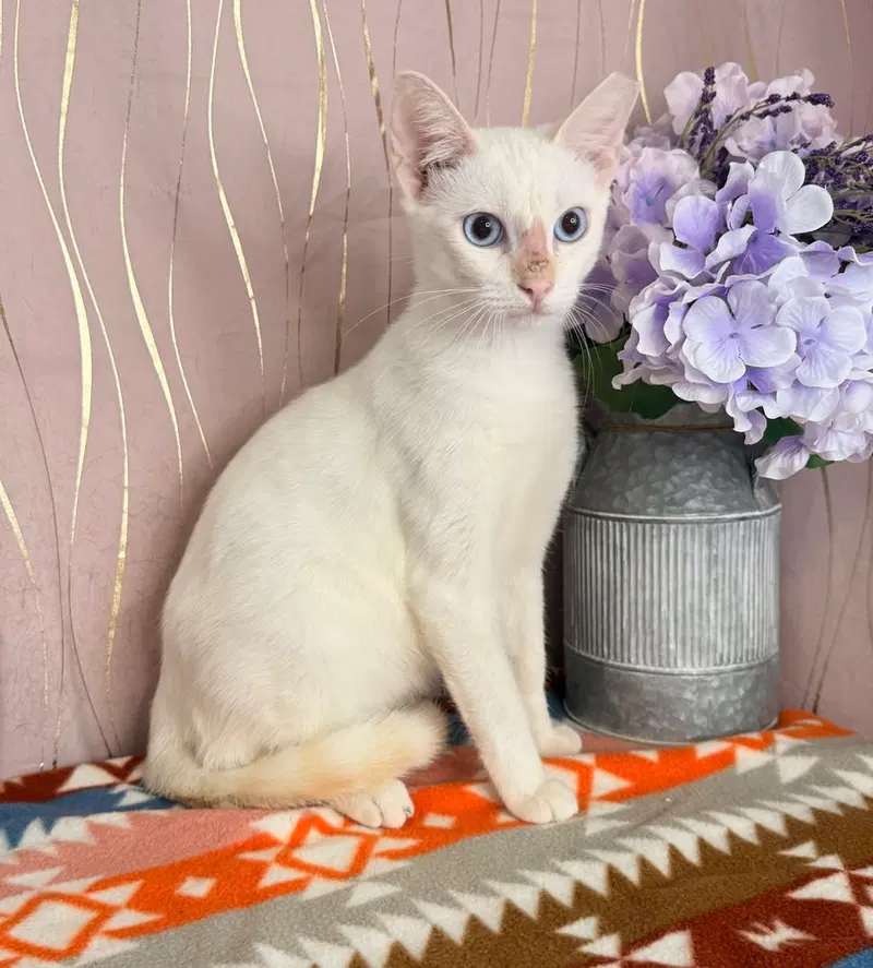 Tato, a young male Colorpoint Shorthair cat up for adoption