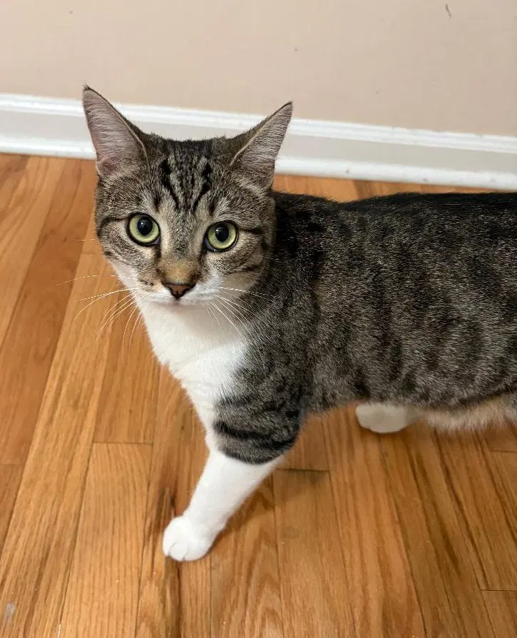 Nicki KDC, a young female Tabby cat up for adoption