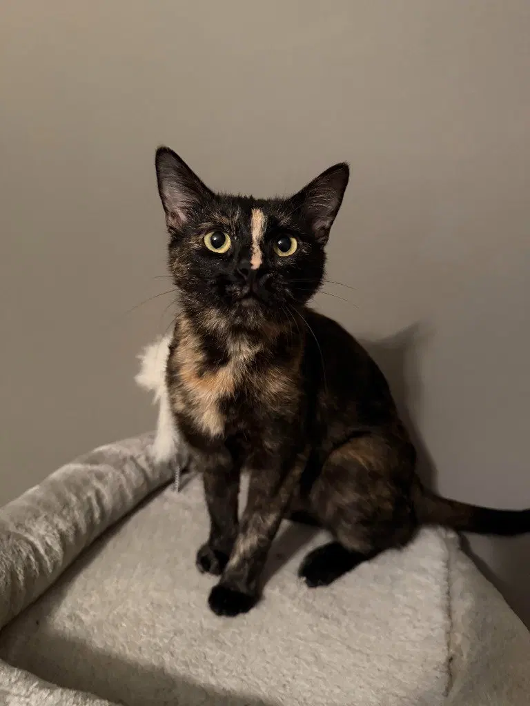 Michelle, a young female cat up for adoption