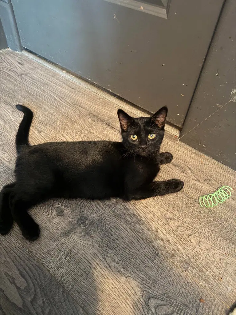 Fidget, a male kitten up for adoption