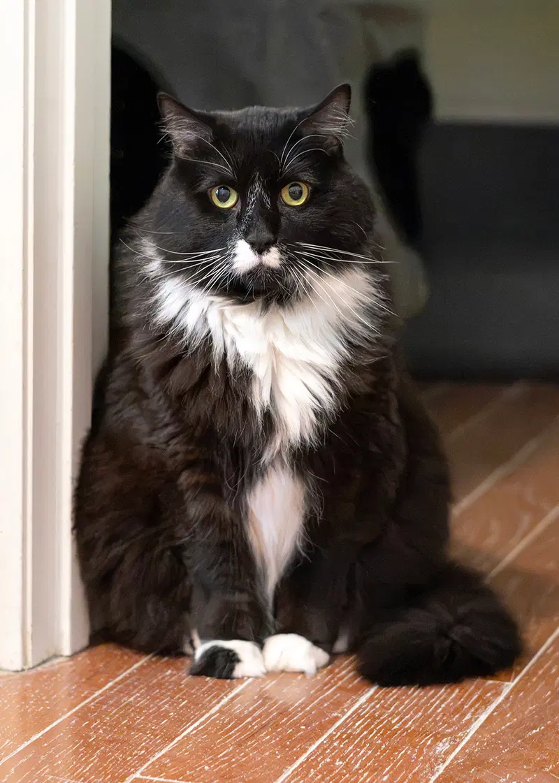 Edgar, an adult male Tuxedo cat up for adoption