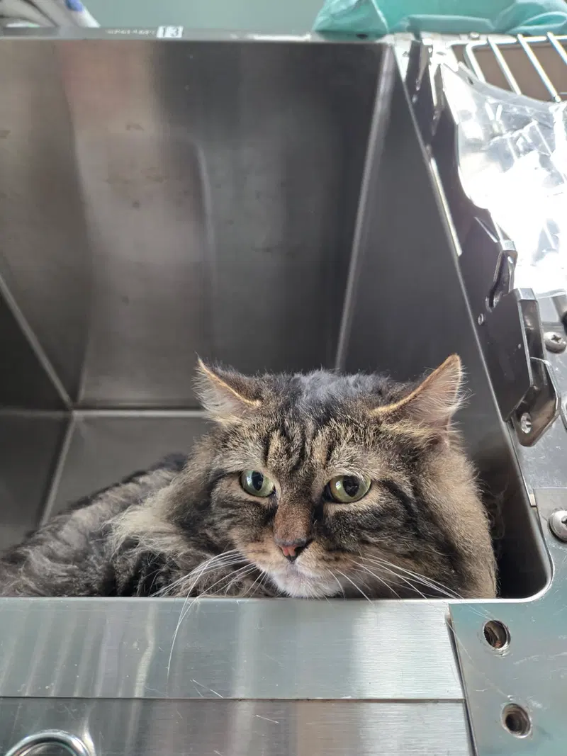 Aiko, an adult male cat up for adoption
