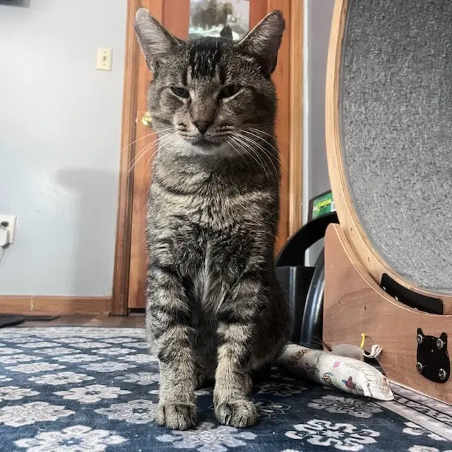 Rex, an adult male cat up for adoption