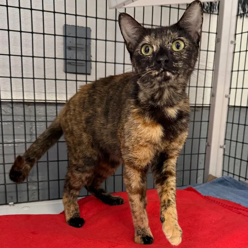 Wanda, a young female cat up for adoption