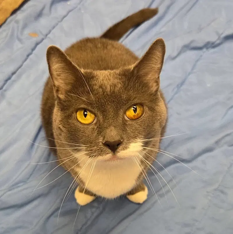Mushkin, an adult female cat up for adoption