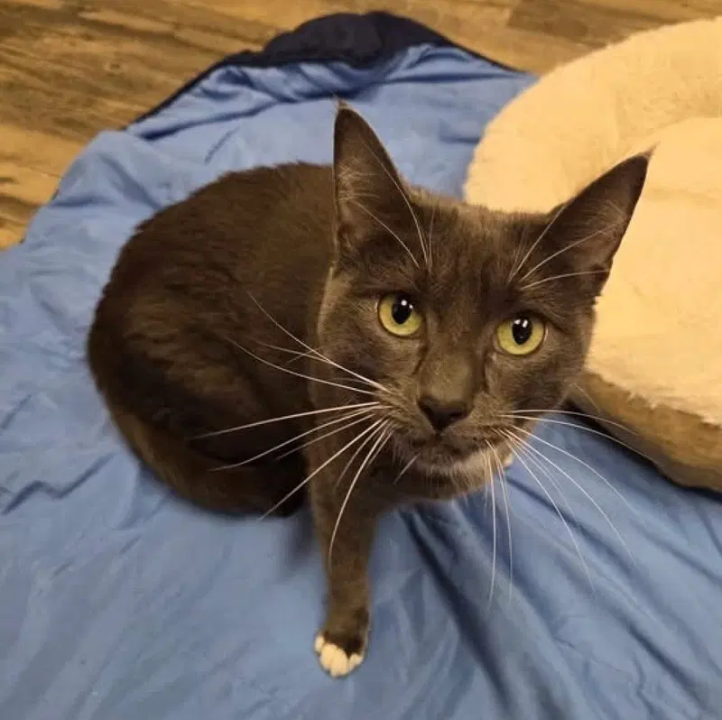 Tushkin, an adult female cat up for adoption