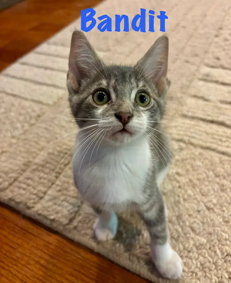 Bandit, a male kitten up for adoption