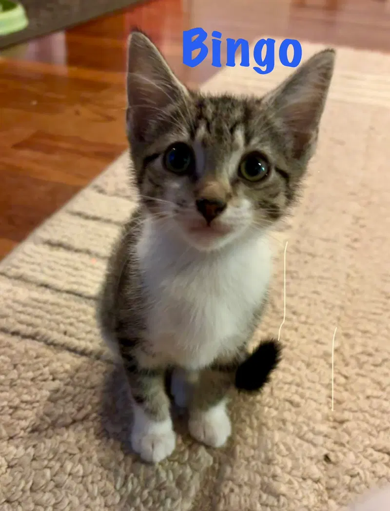 Bingo, a male kitten up for adoption