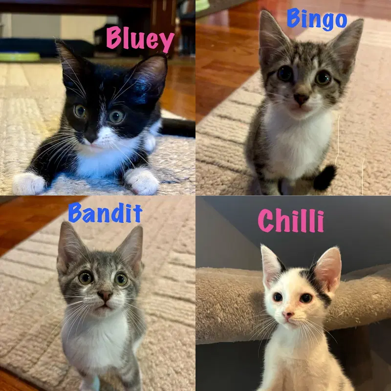 Bingo, photo 4