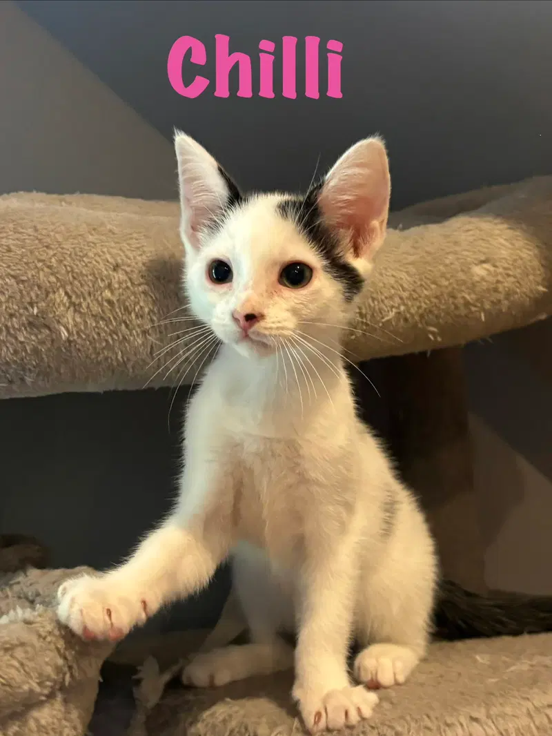 Chilli, a female kitten up for adoption