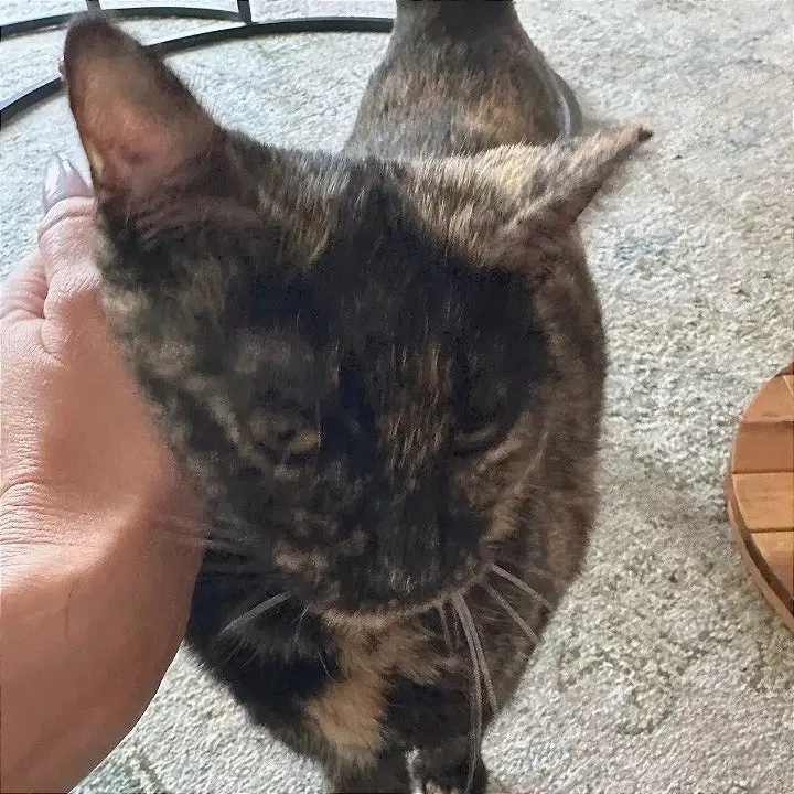 Mama Bear, an adult female cat up for adoption