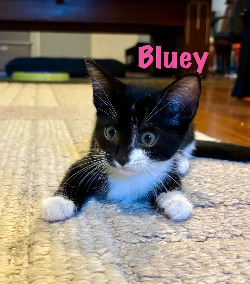 Bluey, a female kitten up for adoption