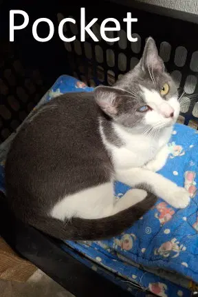 Pocket, an adult female cat up for adoption