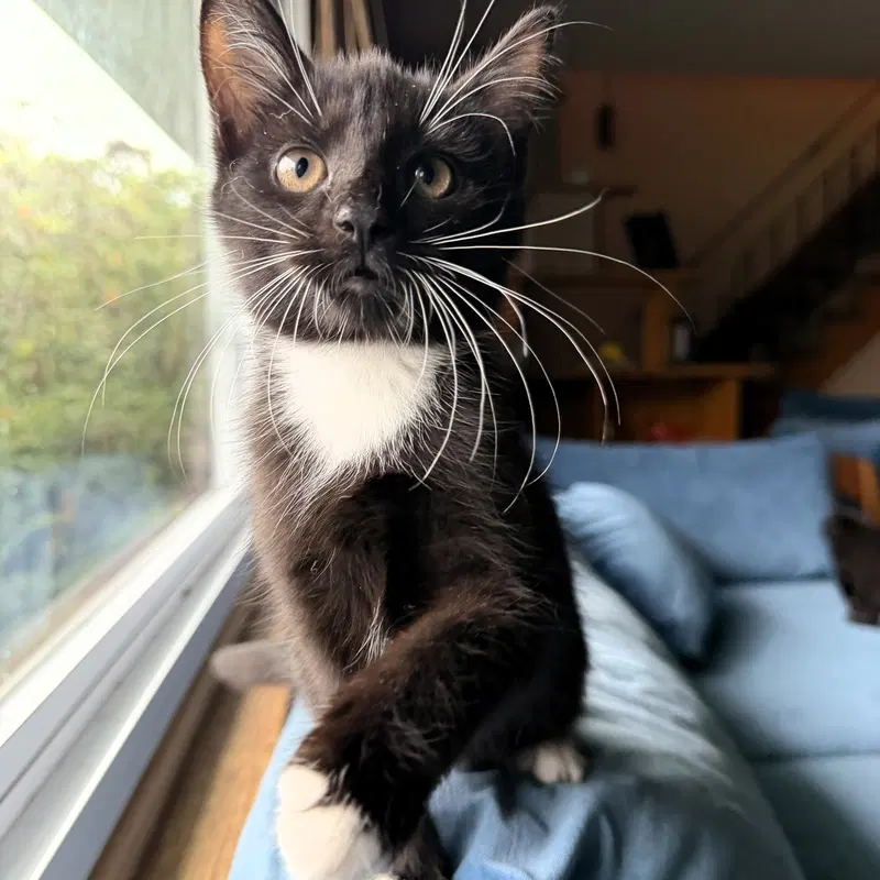 Franz, a male kitten up for adoption