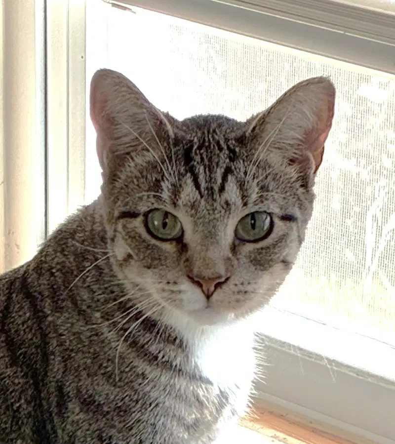 Radish, a young female cat up for adoption