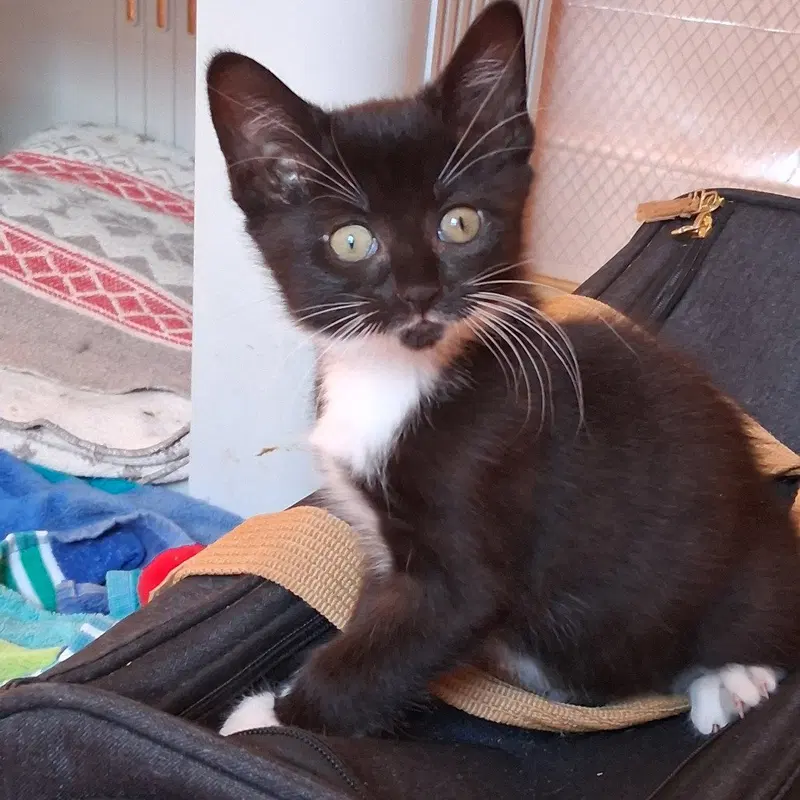Velma & Vaughn, kittens up for adoption