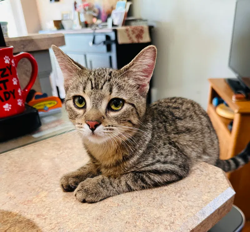Snickers, a female kitten up for adoption