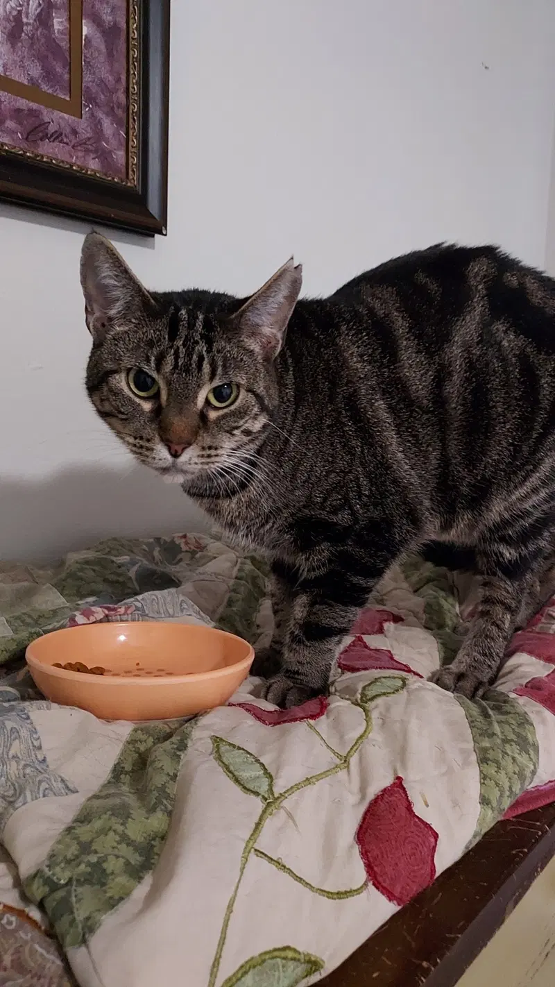 Clarissa, a young female Tabby cat up for adoption