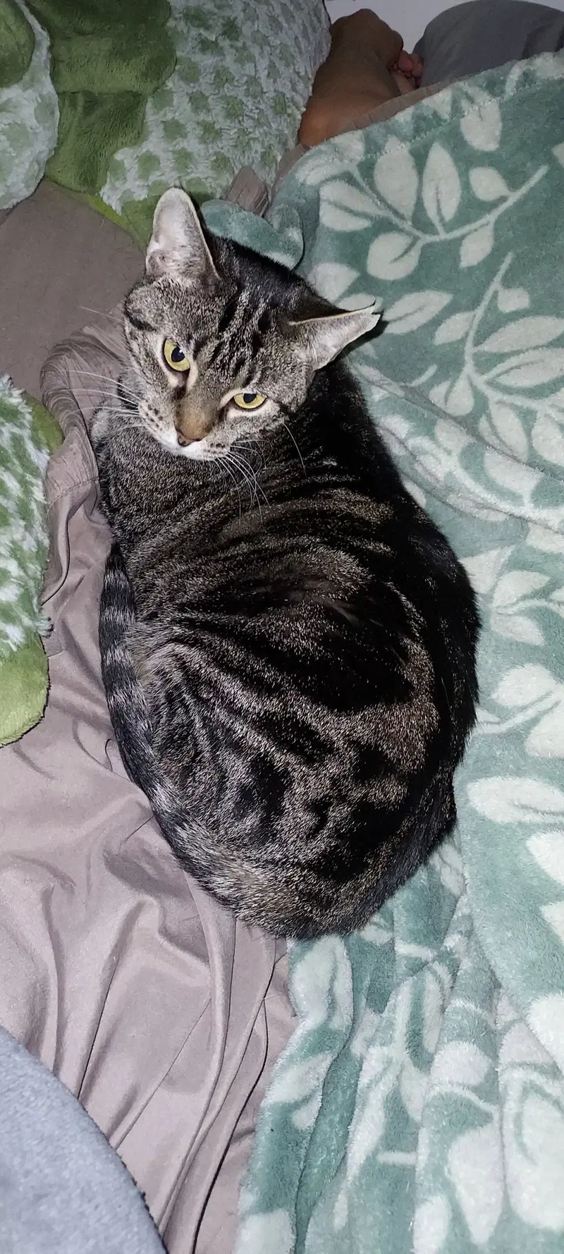 Clarissa, photo 2