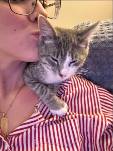 Odysseus, a male kitten up for adoption